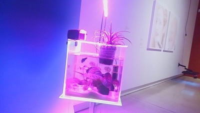 Installazione con pesce nero