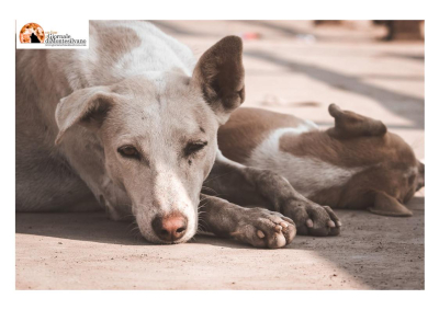 Enpa, da gennaio 3.441 procedimenti maltrattamento animali