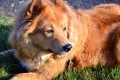 Montesilvano. Parte il progetto “Pet therapy – Mi fido di te: dal contatto alla relazione”