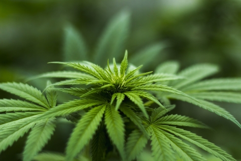 Padre coltivavano marijuana sul Fiume Pescara