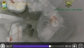 i pesci