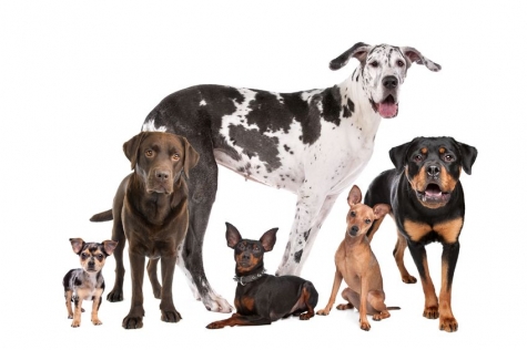 Moscufo, Dog Village: giornata microchip gratis