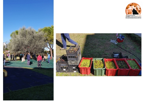 Città Sant'Angelo. “A scuola di OLIO”. I ragazzi a lavoro in campagna.