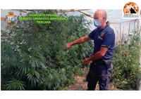 Individuate 6 piantagioni di cannabis sul territorio abruzzese
