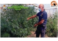 Individuate 6 piantagioni di cannabis sul territorio abruzzese