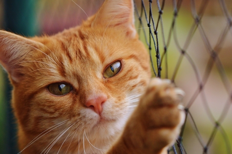 Il gattolico praticante, oltre 100 motivi per prendere un gatto