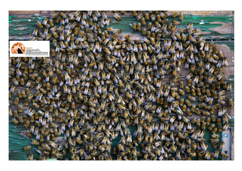Abruzzo/Apicoltori "prestito di conduzione" per le imprese colpite da peronospora