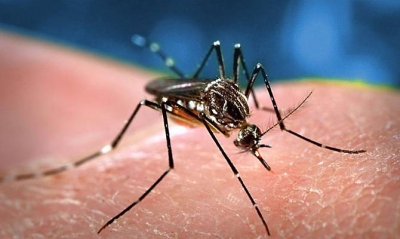 Virus Febbre del Nilo occidentale in rapido aumento nelle ultime settimane.