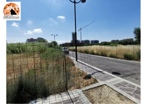 Montesilvano/PP1, "piccola Savana". Di Sante: "L’amministrazione diffidi i proprietari delle aree incolte"