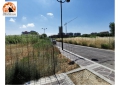 Montesilvano/PP1, "piccola Savana". Di Sante: "L’amministrazione diffidi i proprietari delle aree incolte"