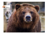 L'orso M90 è stato ucciso.