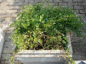 Pianella. Consigliera comunale regala cura del verde, lo paga con gettone presenza.