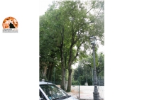 Chieti/Villa Comunale. Alberi abbattuti "per un rischio crollo che invece non esisteva"