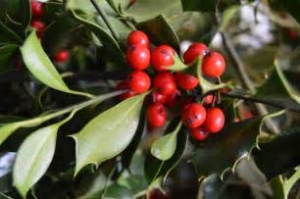 Vischio: simbolo festività natalizie e antica pianta officinale