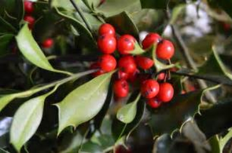 Vischio: simbolo festività natalizie e antica pianta officinale