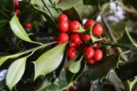 Vischio: simbolo festività natalizie e antica pianta officinale