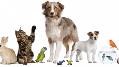 animali domestici
