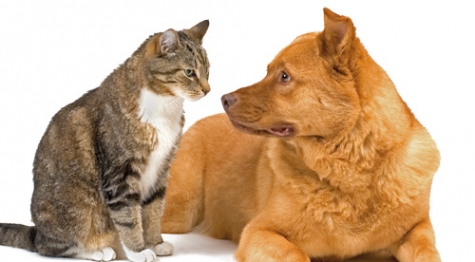 I cani e i gatti di oggi vivono il doppio rispetto a un secolo fa.