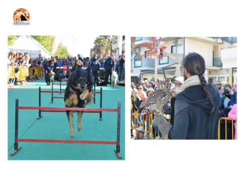 Pet Pride a Pescara con cani, gatti, furetti... Piazza Salotto a misura di animale