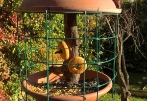 mangiatoia, che deve essere pulita.