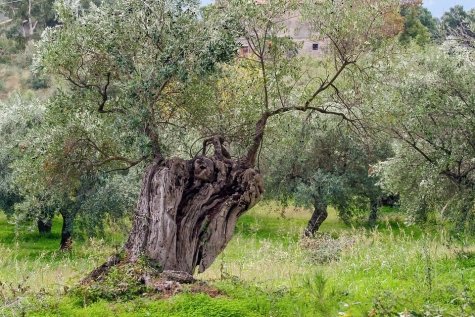 Pianella. Camminata tra gli Olivi