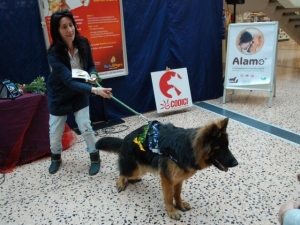 Montesilvano: gran festa animali con microchip e pizza gratuiti.