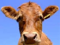Messico. Scienziati producono farina di sangue