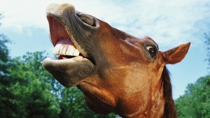 Cavalli parlano con noi.