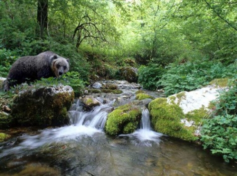 Orso ucciso a fucilate, domani chiarmenti su autopsia e balistica