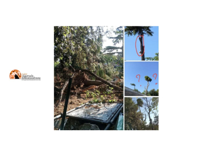 Italia Nostra: "NO all'abbattimento di alberi secolari nel centro di Atri"