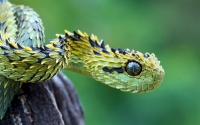 Vipera sconosciuta scoperta nelle montagne delle Alpi biellesi: è già in pericolo d’estinzione