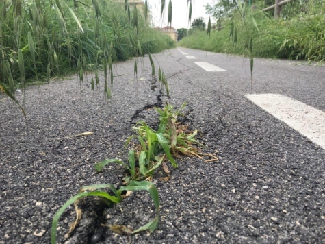 Pescara. Erbacce sulla pista ciclabile. Provincia si appella a Comune