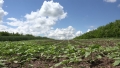 Abruzzo/allarme terreni agricoli: cementificazione consumato già 52mila ettari