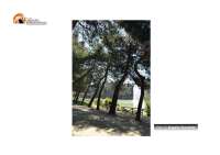 Pescara, atteso provvedimento per abbattere 6 alberi