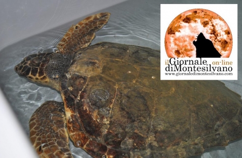 Tartarughe carettera caretta e delfino frequentano l'area