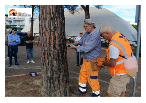Montesilvano, i trattamenti contro la cocciniglia tartaruga del pino interessati 500 alberi.