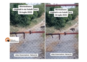 Montesilvano: emergenza cinghiali, Ital Caccia chiede: caccia controllata da personale autorizzato - video