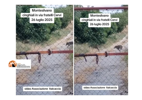 Montesilvano: emergenza cinghiali, Ital Caccia chiede: caccia controllata da personale autorizzato - video