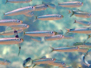 Di Etrusko25 - Opera propria, Pubblico dominio, https://commons.wikimedia.org/w/index.php?curid=6699084