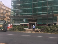 taglio lecci