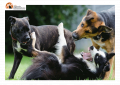 Pescara. Corso di formazione, patentino per proprietari di cani