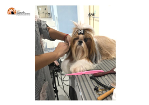 Montesilvano, “Abruzzo Winner 2024”, torna l'esposizione canina internazionale