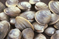 vongole