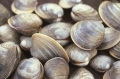 vongole