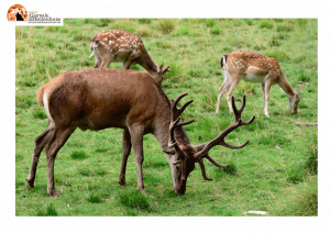 Parco Nazionale della Maiella/Corso di formazione per “guida del Parco”.