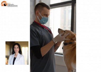Bucchianico, da tre anni senza ambulatorio veterinario. Stella chiede di ripristinare il servizio