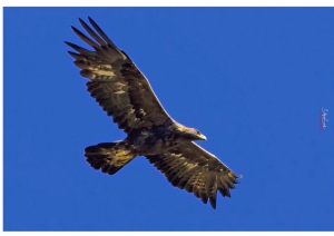 L’Aquila reale e il Falco pellegrino nell’Oasi WWF Gole del Sagittario