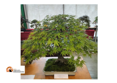 Mostra del Fiore-Florviva: Pescara si riempie di colori, profumi e rarità botaniche