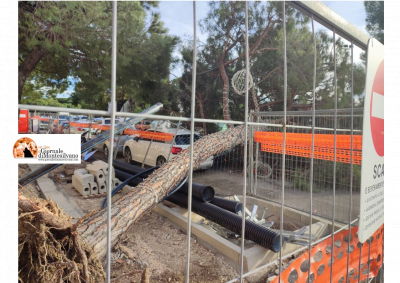 Pescara. Pino crolla sul cantiere di Via Pepe. Il Co.n.al.pa."Basta lavori a ridosso degli alberi".