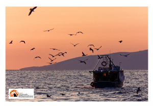 Pesca: 3 mln per bando strategia di sviluppo locale